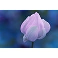 thumbnail image 2 of Jenny Rainbow Fine Art 32x23 Black Ornate Wood Framed with Double Matting Museum Art Print Titled - Tender Morning with Lotus, 2 of 4