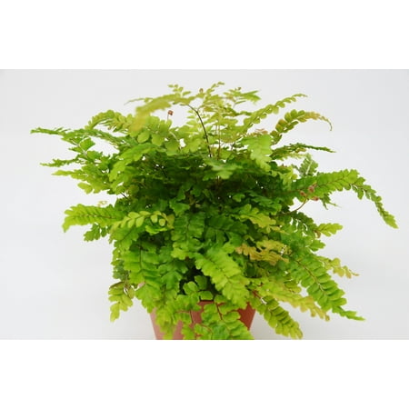 Maidenhair Shell - Rosy Maidenhair Fern / 4