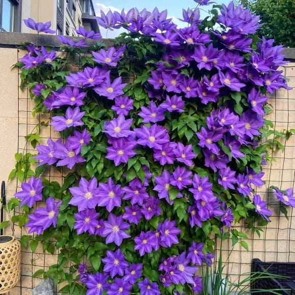 HJADGG Clematis Seeds Climbing Flower Vines \u2013 500 or 1000 Perennial Seeds Growing Beautiful Star-Shaped Blooms on Trellises, Fences, Arbors Pergolas Ideal Cottage Gardens (Purple,1000)