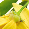 Ylang Ylang