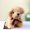 5Pack-VR1906, variant on 5 Pack 12 Cm Simulation Dog Poodle Toys Suffed Doll Key Chain Ring Pendant Toys For Christmas Gift for Christmas Day Gifts