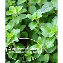 Scarborough Seeds Italian Oregano 1000 Seeds Herb Heirloom Non-GMO Fragrant Rare
