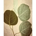 thumbnail image 2 of Van Swearingen, Debra 12x14 Black Ornate Wood Framed with Double Matting Museum Art Print Titled - Eucalyptus Color, 2 of 4