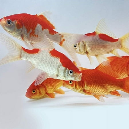 Goldfish Pond Pack #4 (Includes Sarasas & Comets) by Toledo Goldfish