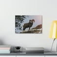 thumbnail image 4 of Majestic Big-horned sheep Art Majestic Big-horned sheep Print Animal Wall Art Wildlife Canvas Prints Wall Art Ready to Hang Unframed, 4 of 18