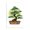 Bonsai Sun Tree, variant on Stupell Industries Contemporary Bonsai Tree Sun Shape Black Floating Frame Canvas Art, 25 x 31, by Sebastian Grafmann