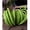 Apple Green, variant on AK-Trading Decorative Jute Wired Rope 1/4" X 9 Yards (Apple Green)