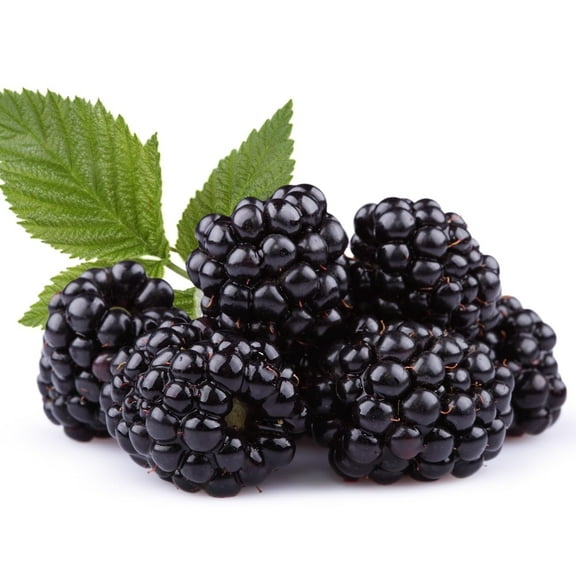 Apachee Thornless BlackBerry Seedlings for Planting - Well Rooted and Ready to Plant (1 Seedling)