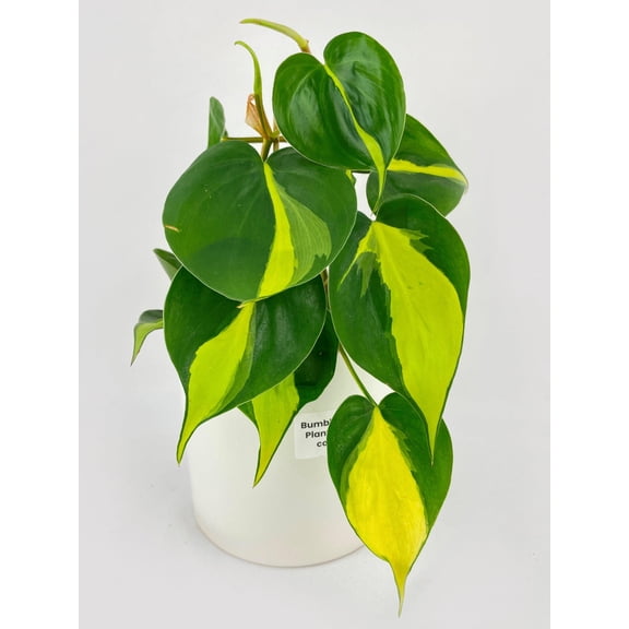 Bumble Plants Philodendron Hederaceum Brasil - Full Live Colorful Houseplant in Nursery Pot, Easy Care, Indoor Plant for Beginners