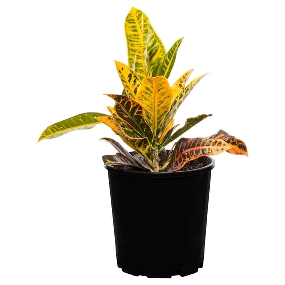 RedCrocus Croton Codiaeum Variegatum Assorted Indoor & Outdoor Plant, Vibrant Foliage for Gardens & Containers 10" Pot