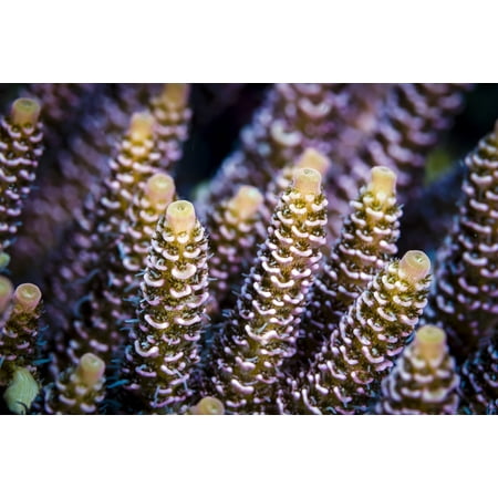 Coral Of The Sea Close-up of coral in the Bohol Sea Philippines Poster Print by Bruce ShaferStocktrek Images ()