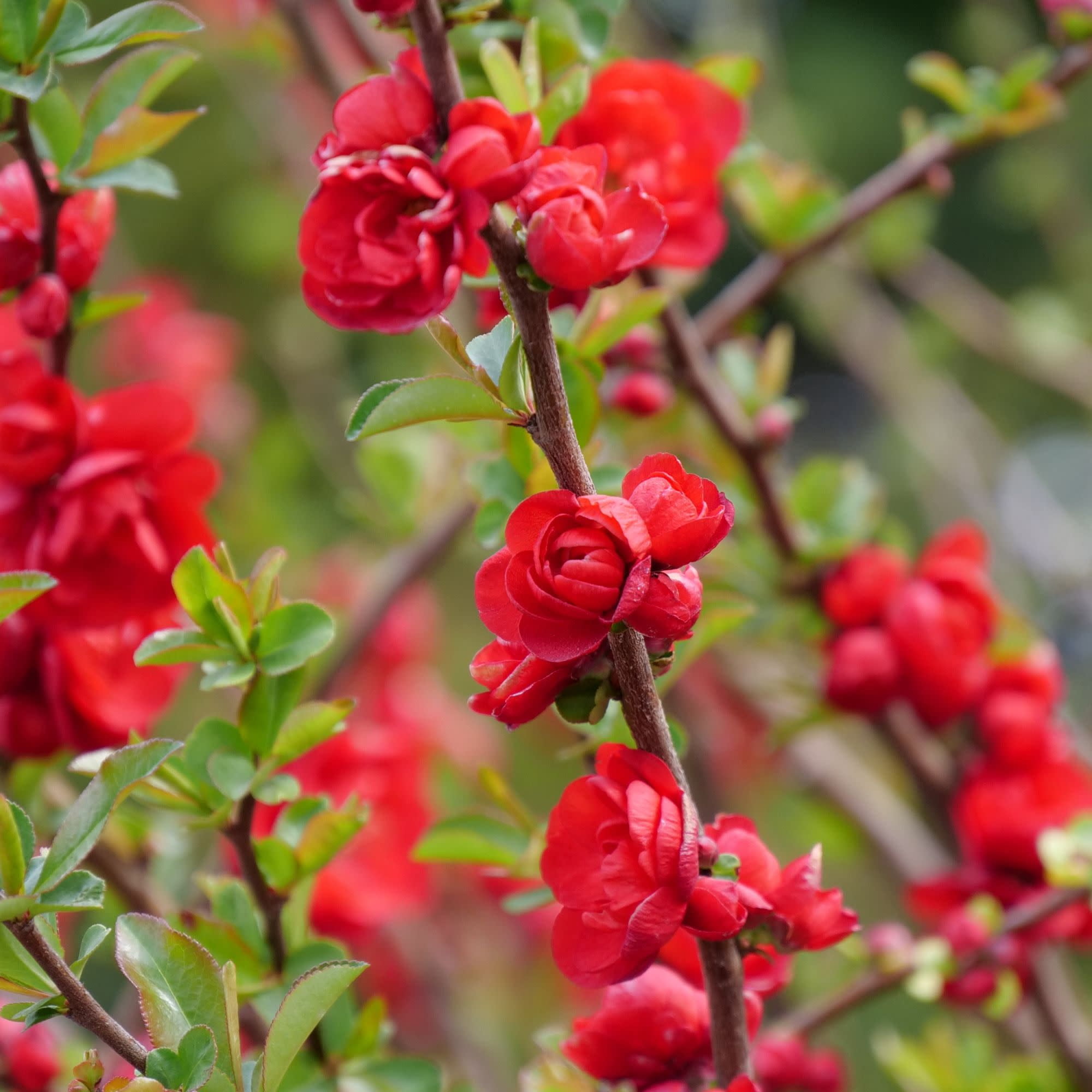 Proven Winners ColorChoice 5" Red Double Take Scarlet Quince Live Plant in 4.5" Pot (4 Count)