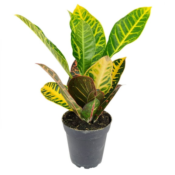 Croton Petra - Variegated Croton plant (4" Plastic Pot) - Air-Purifying & Detoxifying Tropical Houseplant