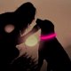 thumbnail image 4 of Collar LED para perros, collar luminoso LED para perros, recargable por USB, collar de seguridad para perros, collar luminoso rosa para perros, 4 of 4