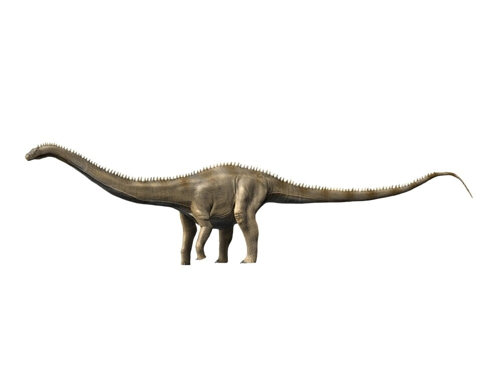 Supersaurus is a sauropod dinosaur from the Late Jurassic period ...