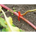 thumbnail image 2 of Mr.Garden Red Round Plastic Grafting Clips Stake Accessories For Fixing Plant branches, 100 Pack, 2 of 3