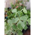 thumbnail image 2 of Tropical Seeds -RARE  Balm of Gilead -10 Heirloom  Seeds-Commiphora berryi -Tropical Container Gardening   See Listing Below, 2 of 5