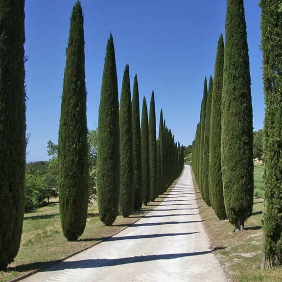 KVITER 100 Mediterranean 'Italian' Cypress Plant Seeds