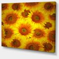 thumbnail image 2 of Sunflower Heads Decorative Background - Large Floral Canvas Art Print, 2 of 4