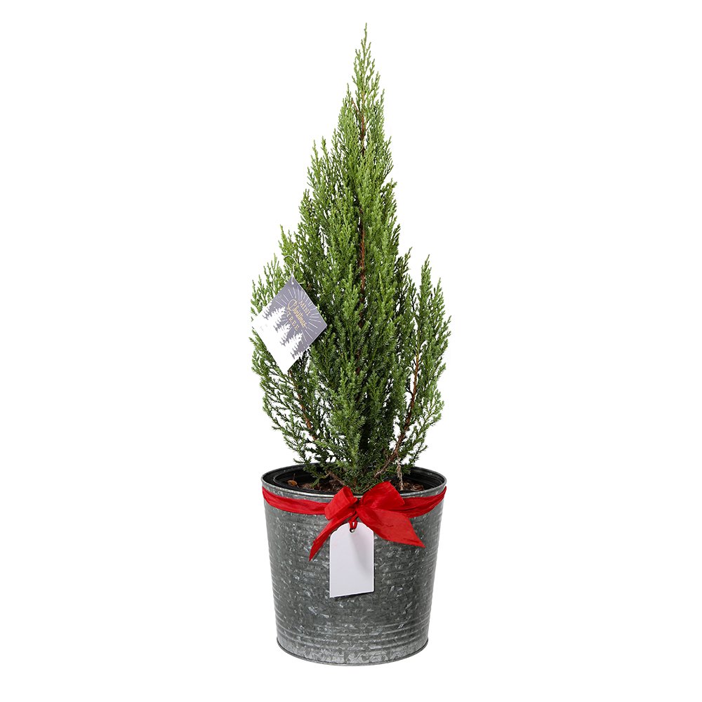 Flowerwood Live Blue Point Juniper Christmas Tree 3 Gal