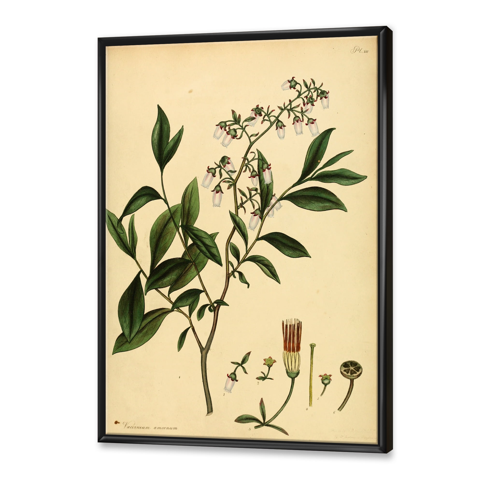 Designart 'Ancient Plant Life V' Traditional Framed Canvas Wall Art Print