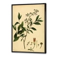 thumbnail image 3 of Designart 'Ancient Plant Life V' Traditional Framed Canvas Wall Art Print, 3 of 5