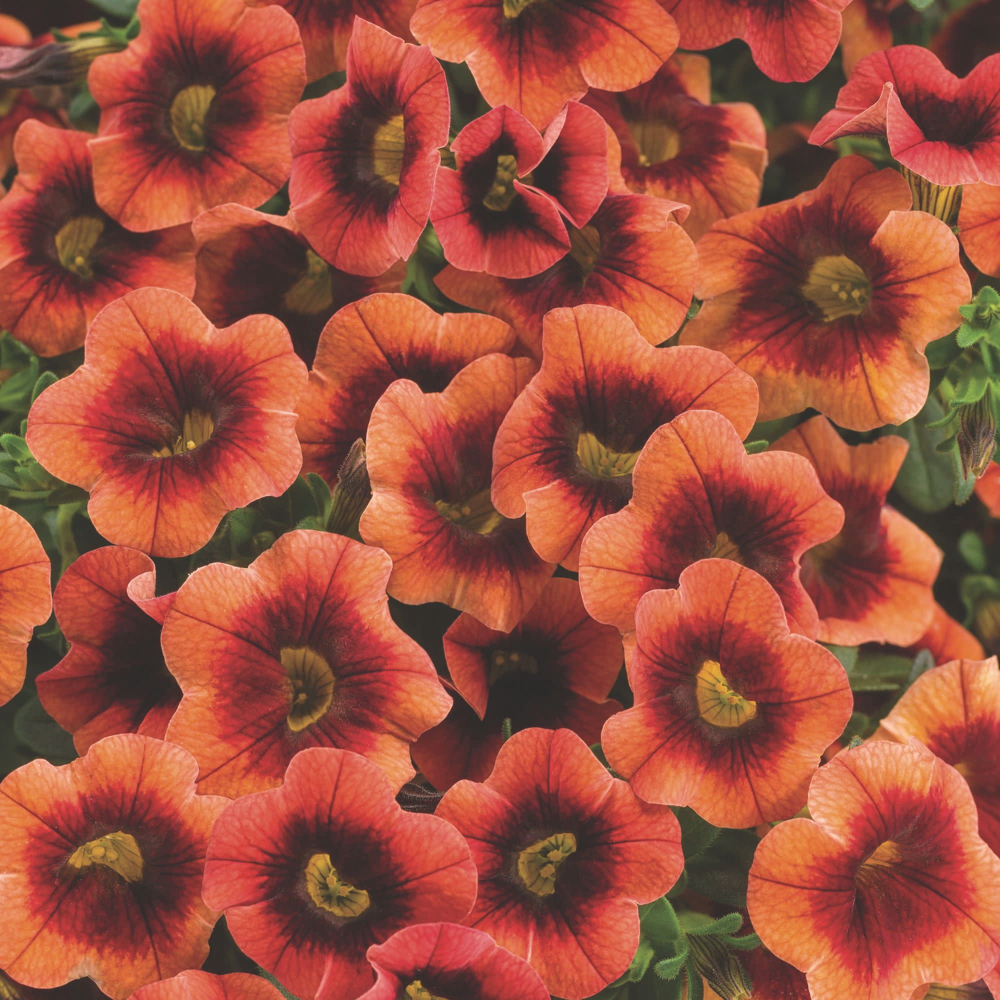 Proven Winners 4" Orange Superbells Tangerine Punch Calibrachoa Live Plant in 4.25" Pot (4 Count)