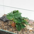 thumbnail image 3 of Plantas de Terrario de Bargains Únicos con Aspecto Natural para Esconder Accesorios de Tanque de Dragón Barbudo Mejora el Hábitat de Reptiles Plantas de Reptiles para Terrario Verde, 3 of 7