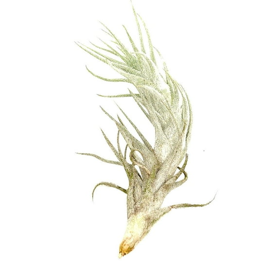 Tillandsia Stellifera Air Plant