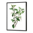thumbnail image 3 of Designart 'Ancient Green Leaves Plants VII' Traditional Framed Canvas Wall Art Print, 3 of 5