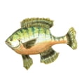 thumbnail image 3 of Novak, Rick 12x12 Black Modern Framed Museum Art Print Titled - Illustrated Bluegill, 3 of 5