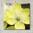thumbnail image 4 of Epic Art 'Yellow Blossom' by Photoinc Studio, Acrylic Glass Wall Art, 12"x12", 4 of 9