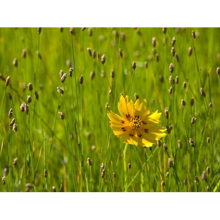 Grass Heads and Lone Coreopsis Flower Near Industry, Texas, USA Print Wall Art By Darrell