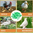 thumbnail image 3 of 100PCS Chicken Leg Bands Premium Plastic Poultry Identification Tags Numbered 001 to 100 Double Clasp Design Distinguish and Protect Chickens Ducks Geese Quail Pigeons, 3 of 7