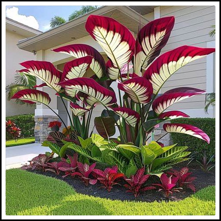 Elephant Ear Bulbs For Sale | Power Planter