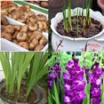 BODABI 3pcs Gladioli Bulbs Gladioli Mixed Bulbs Large Flowering Mixed