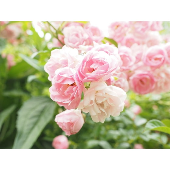 Peel N Stick Poster Of Blossom Pink Garden Roses Light Pink Rosebush