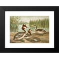 thumbnail image 2 of Johann Friedrich Naumann 18x14 Black Modern Framed Museum Art Print Titled - Colymbus Cristatus, Large Rag Diver, 2 of 5