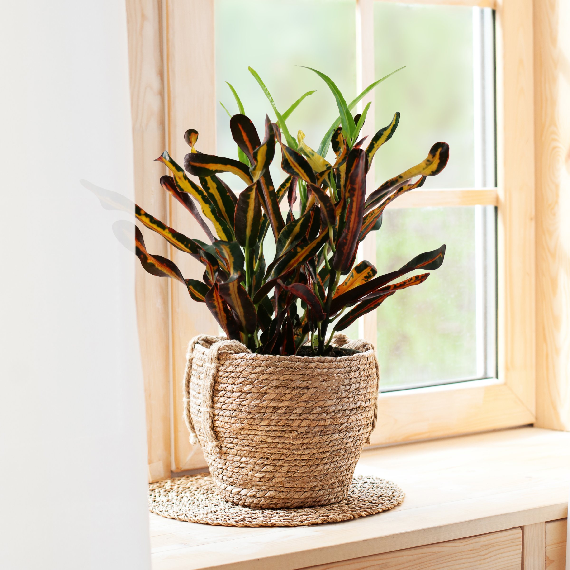 4 in. Croton Red Banana Plant in Grower Container (3-Pack)