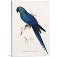 thumbnail image 1 of ARTCANVAS Anodorhynchus Canvas Art Print by Edward Lear - Size: 40" x 26" (0.75" Deep), 1 of 9