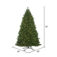 thumbnail image 2 of Vickerman 6.5' x 50" Oregon Fir Outdoor Artificial Christmas Tree,  Warm White Wide Angle LED Lights, 2 of 3