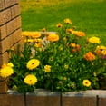 thumbnail image 3 of Outsidepride Calendula Flower Seed Mix - 0.25 LB, 3 of 3