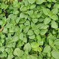 thumbnail image 3 of Set 2 Cuban Oregano Live Plant 4 to 5 Inch, Fragrant Cuban Oregano Seedling for Planting, Herb Plants Indoor Outdoor, 3 of 5