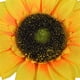 thumbnail image 5 of Cabeza de girasol artificial Simulación de cabezas de flores Ramo de fiesta de boda Accesorios de bricolaje, 12 piezas, Amarillo, 15 cm sidaley HA7119-03B, 5 of 6