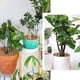 thumbnail image 5 of Juego de 3 discos trituradores de coco - Diámetro: 30 cm - Protección para el invierno - Para plantas - Protección duradera contra las heladas - Protección contra la humedad y las heladas, 5 of 5