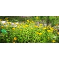 thumbnail image 2 of TomorrowSeeds - Mexican Tarragon Seeds - 15000+ Count - For 2025 Planting Tagetes Lucida Marigold, 2 of 10