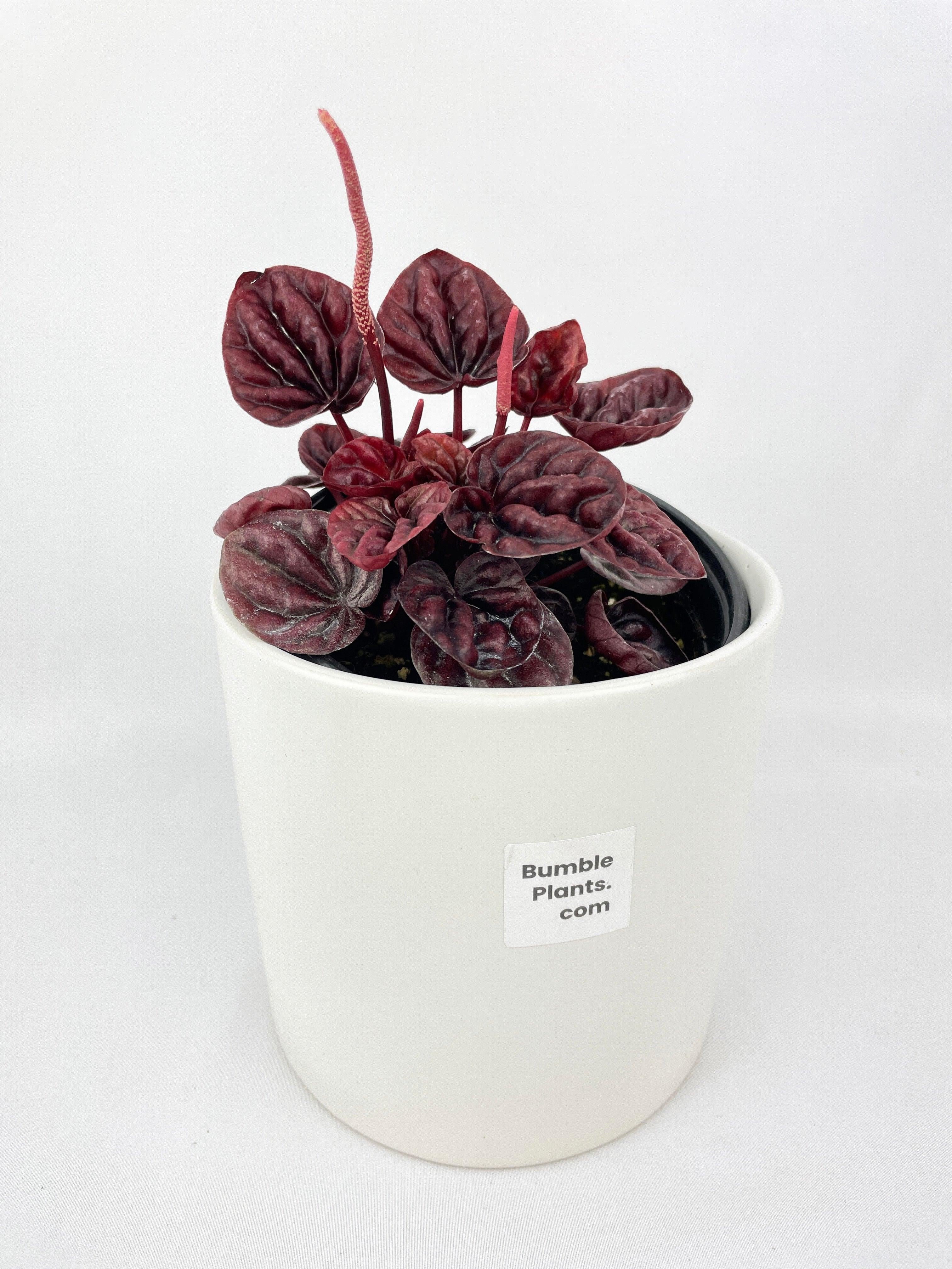 Peperomia Caperata 'Schumi Ripple Red' - Live Air-Purifying Indoor Plant in Nursery Pot – Easy Care, Low Maintenance Houseplant for Home & Office Decor, Natural Air Cleaner, Best for Beginners (6"Pot)