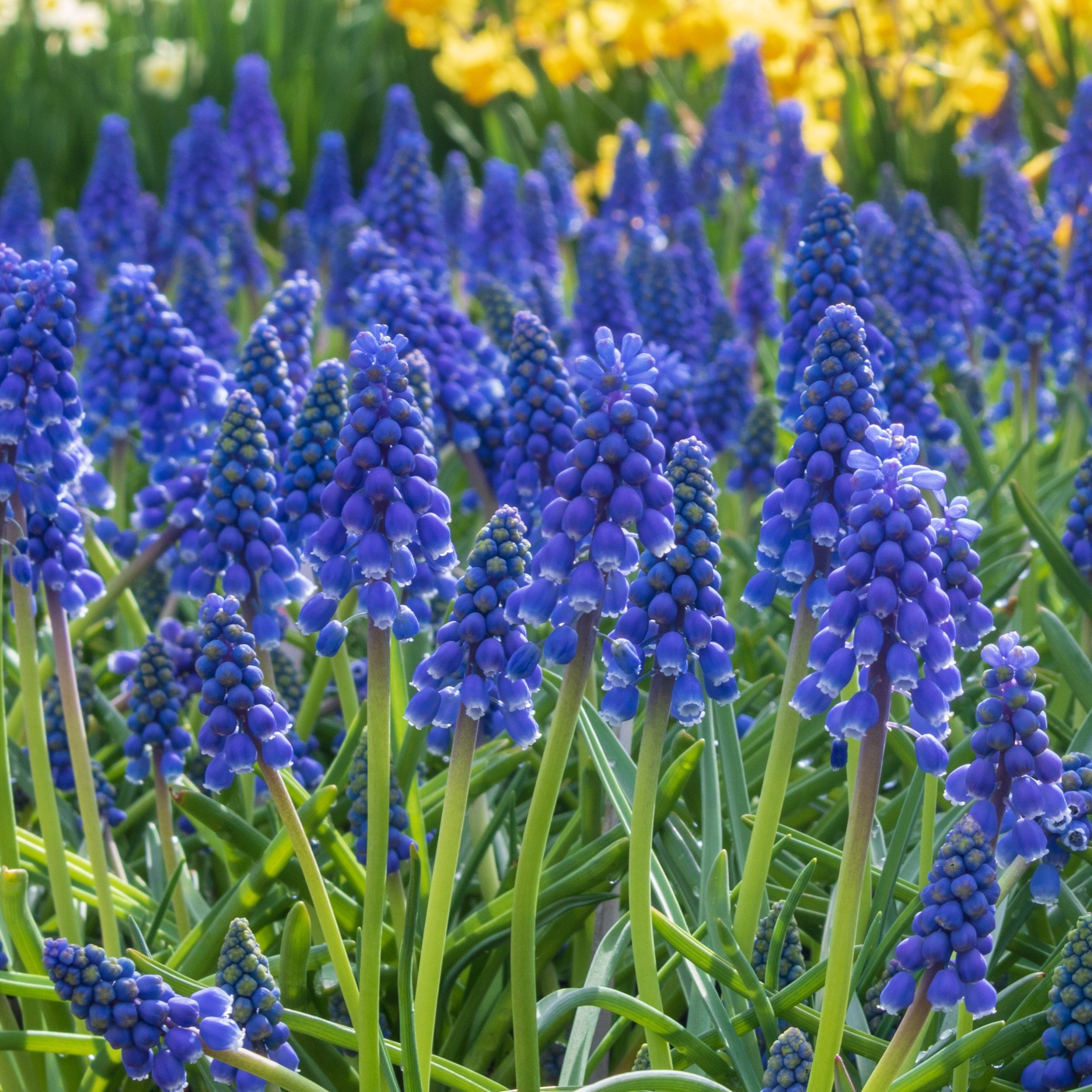 National Plant Network Muscari Armeniacum Live Bulbs (50-Pack)