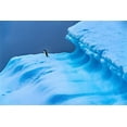 thumbnail image 2 of Perry, William 14x11 White Modern Wood Framed Museum Art Print Titled - Adelie Penguin blue iceberg Charlotte Bay-Antarctica, 2 of 4