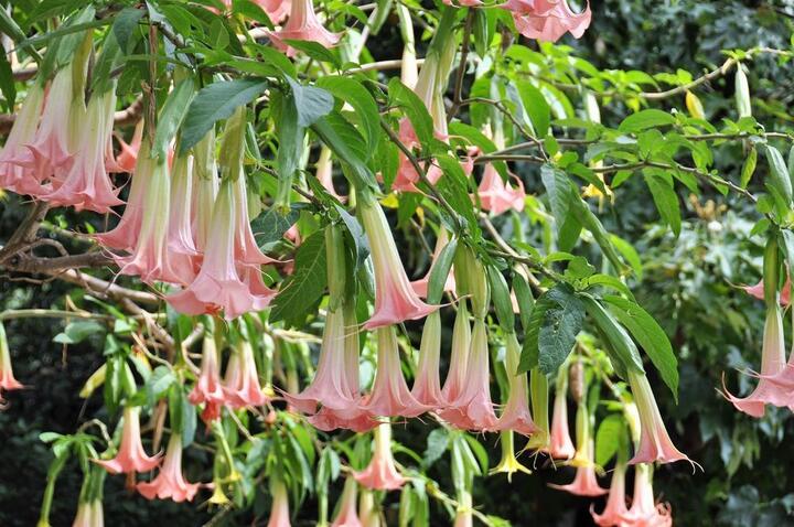 Pink Angel's Trumpet – Fragrant Flowering Live Plant for Garden & Landscape